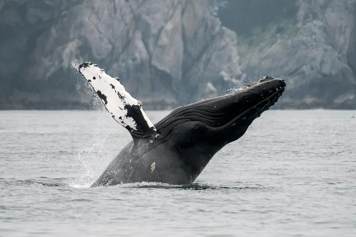 Una ballena jorobada saltando sobre la superficie del agua con su aleta pectoral visible.