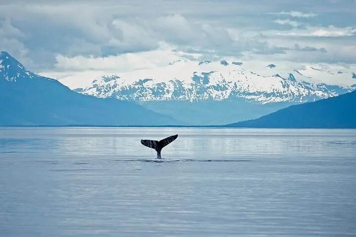 A whale's tail visible above the water against a backdrop of snow-capped mountains.