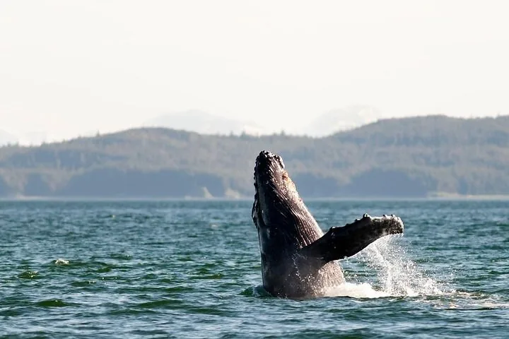 A humpback whale leaping out of the water near a forested coastline.
