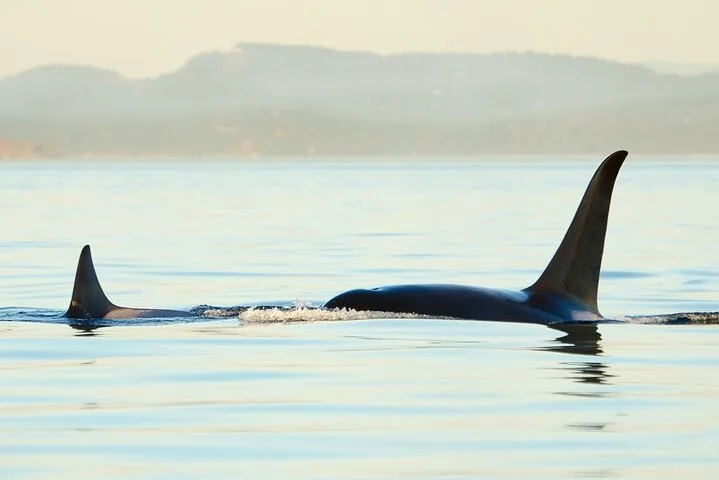 Two orca dorsal fins breaking the surface of the calm, sunlit water.